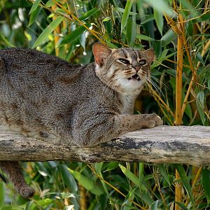 Rusty Spotted Cat - Hamerton 24/08/19