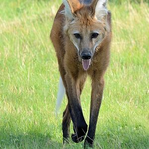 Maned Wolf - Hamerton 24/08/19