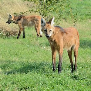 Maned Wolf - Hamerton 24/08/19