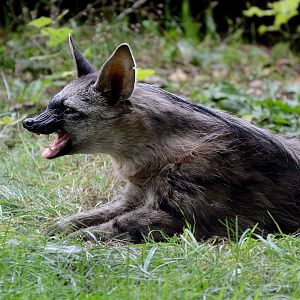 Southern Aardwolf - Hamerton 24/08/19