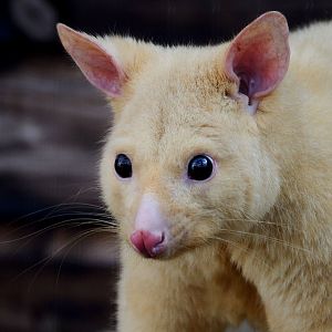 Golden Brush Tailed Possum - Hamerton 24/08/19