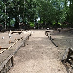 Mixed species paddock with some ongoing construction work, 2019-05-25