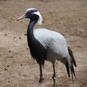 Demoiselle crane (Anthropoides virgo), 2019-05-25