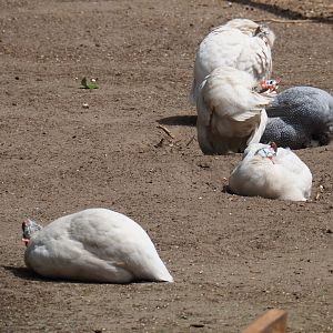 White and grey helmeted guineafowl (Numida meleagris), 2019-05-25