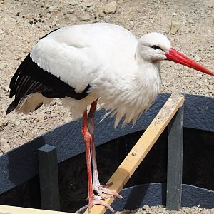 European white stork (Ciconia ciconia), 2019-05-25