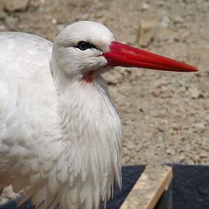 European white stork (Ciconia ciconia), 2019-05-25