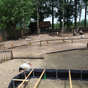 Mixed species paddock with some ongoing construction work, 2019-05-25