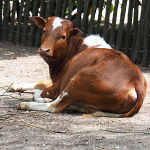 Dwarf zebu (Bos taurus indicus), 2019-05-25