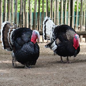Domestic turkey roosters (Meleagris gallopavo), 2019-05-25