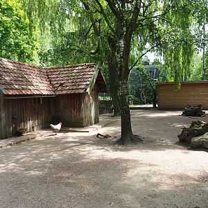 Petting zoo paddock with pygmy goats, chickens and crowned cranes, 2019-05-25