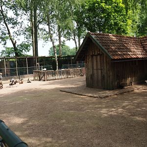Petting zoo paddock with pygmy goats, chickens and crowned cranes, 2019-05-25