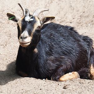 Polycerate pygmy goat (Capra aegagrus hircus), 2019-05-25