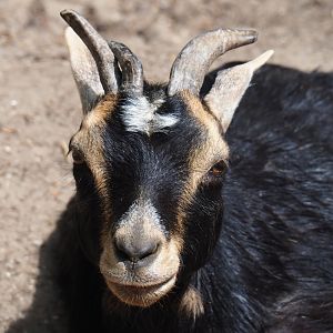 Polycerate pygmy goat (Capra aegagrus hircus), 2019-05-25