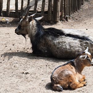 Polycerate pygmy goats (Capra aegagrus hircus), 2019-05-25