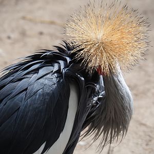 Grey crowned crane (Balearica regulorum), 2019-05-25
