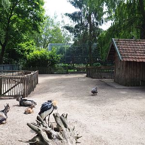 Petting zoo paddock with pygmy goats, chickens and crowned cranes, 2019-05-25
