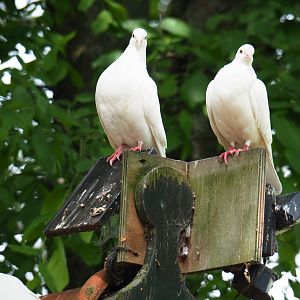 White domestic pigeons (Columba livia domestica), 2019-05-25