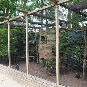 Himalayan monal pheasant - Lilac-breasted roller - Red-billed blue magpie - Little bittern aviary, 2019-05-25