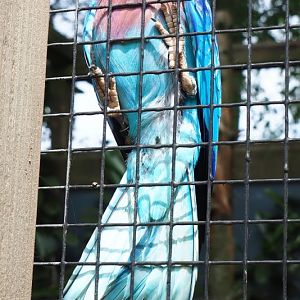 Lilac-breasted roller (Coracias caudatus caudatus), 2019-05-25