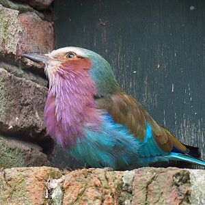 Lilac-breasted roller (Coracias caudatus caudatus), 2019-05-25