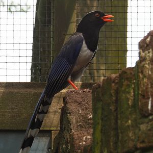 Red-billed blue magpie (Urocissa erythroryncha), 2019-05-25