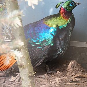 Himalayan monal pheasant rooster (Lophophorus impejanus), 2019-05-25