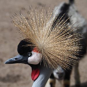 Grey crowned crane (Balearica regulorum), 2019-05-25