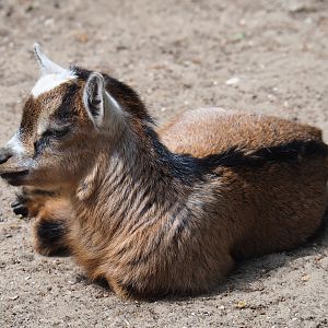 Pygmy goat kid (Capra aegagrus hircus), 2019-05-25