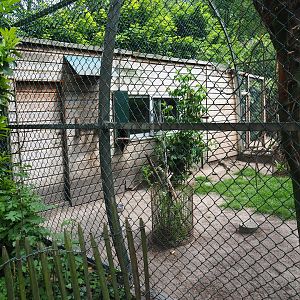 Papuan wreathed hornbill barn, 2019-05-25