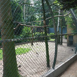 White-striped Dorcopsis - Papuan wreathed hornbill - Masked lapwing exhibit, 2019-05-25