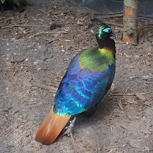 Himalayan monal pheasant rooster (Lophophorus impejanus), 2019-05-25