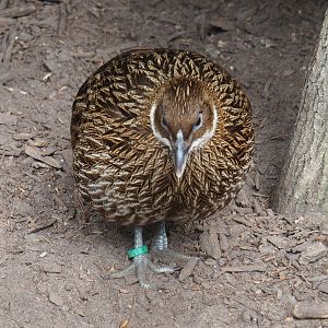 Himalayan monal pheasant hen (Lophophorus impejanus), 2019-05-25