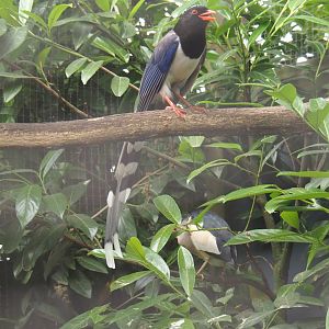 Red-billed blue magpie (Urocissa erythroryncha), 2019-05-25