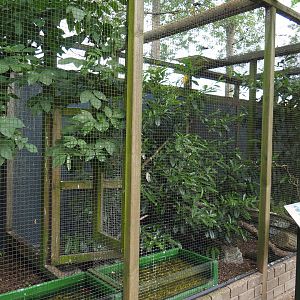 Eurasian kingfisher aviaries, 2019-05-25