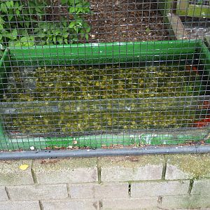 Eurasian kingfisher aviaries - Feeder tub with live little fish, 2019-05-25