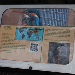 Sign Eurasian kingfisher, 2019-05-25