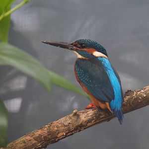Eurasian kingfisher (Alcedo atthis), 2019-05-25