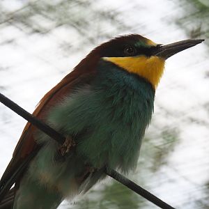 European bee-eater (Merops apiaster), 2019-05-25