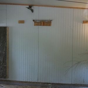 European bee-eater indoor housing, 2019-05-25