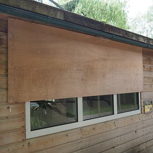 Papuan wreathed hornbill barn, 2019-05-25