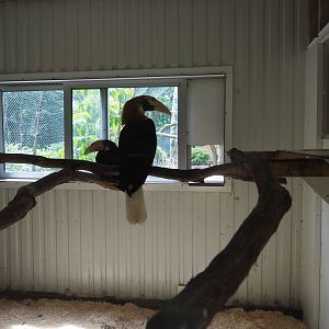 Papuan wreathed hornbill indoor housing, 2019-05-25