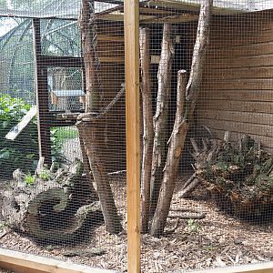 Japanese squirrel exhibit, 2019-05-25