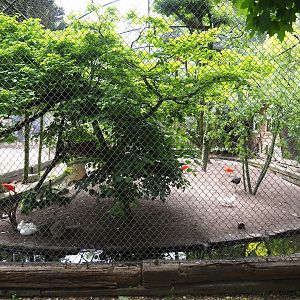 White-faced ibis, buff-necked ibis, scarlet ibis, white mandarin duck and Cumberland slider aviary, 2019-05-25