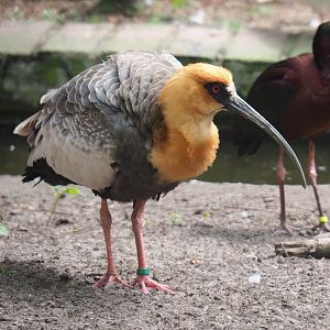 Buff-necked ibis (Theristicus caudatus), 2019-05-25