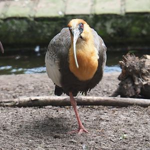 Buff-necked ibis (Theristicus caudatus), 2019-05-25