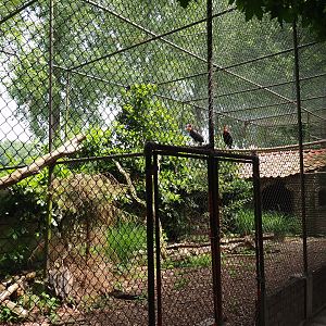 Southern ground hornbill and King vulture aviary, 2019-05-25