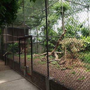 Southern ground hornbill and King vulture aviary, 2019-05-25