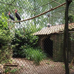 Southern ground hornbill and King vulture aviary, 2019-05-25