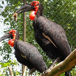 Southern ground hornbill (Bucorvus leadbeateri), 2019-05-25
