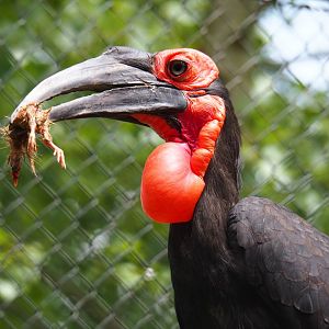 Southern ground hornbill (Bucorvus leadbeateri), 2019-05-25